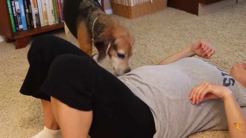 Beagle Tells Mom She Is Pregnant Before The Doctors Even Knew