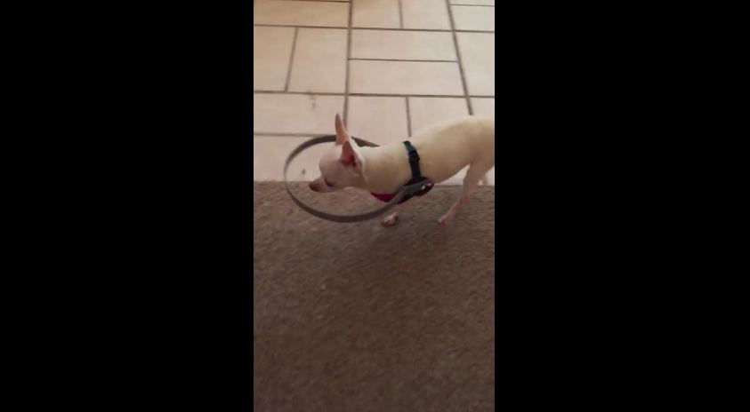 This Guy Completely Changed His Blind Dog’s Life With This Invention