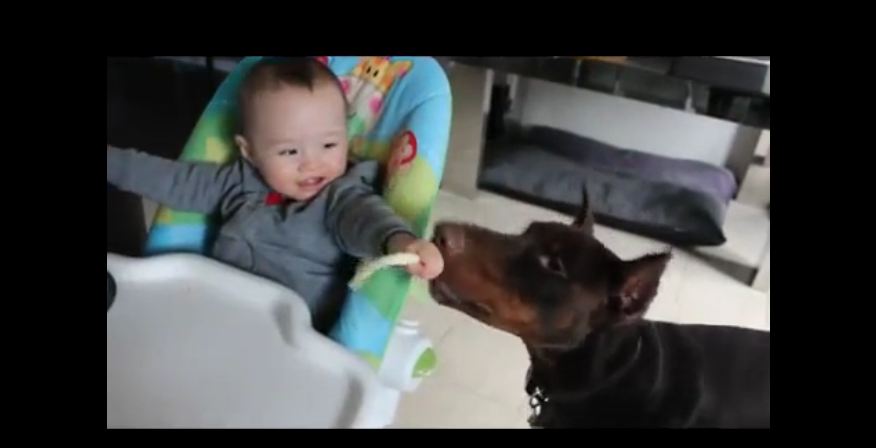 This Tiny Baby Is Such A String Cheese Tease To His Doberman Pal