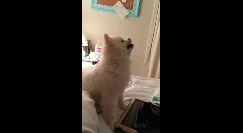 It Is Literally Impossible For Anything To Be Cuter Than This Puppy’s Epic Sneeze