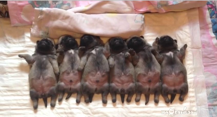 If Your Heart Doesn’t Near Explode When Watching These Tiny Puppies Sleep…