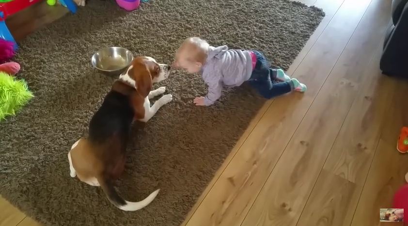Further Proof That Babies And Dogs Can, Will, And Should Be Best Friends