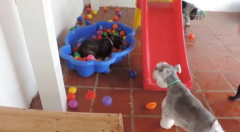 This Is What Happens When A Dog Sees A Ball Pit For The First Time