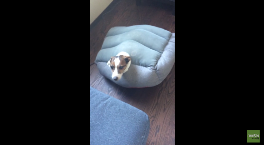 All This Pup Wanted Was A Nap, But Instead He Got Himself Into This Predicament!