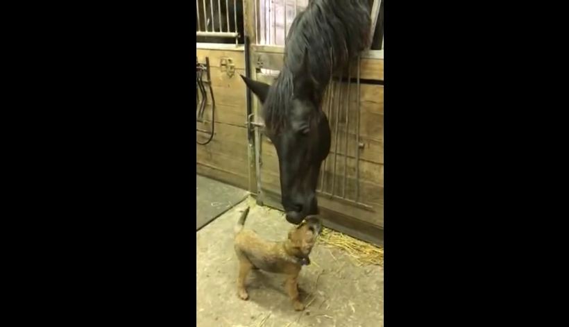 This Horse Shows Love For His Puppy Friend With Adorable Nibbles