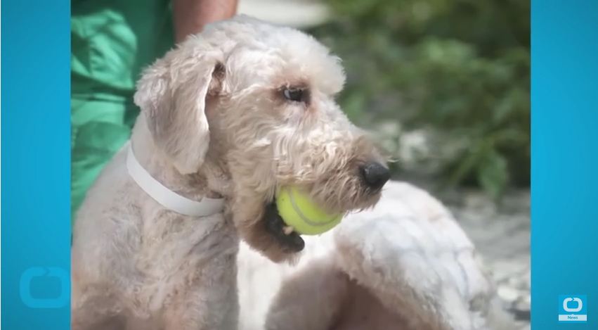 Canine Hospice Gives Dogs A Chance To Enjoy Their Last Days