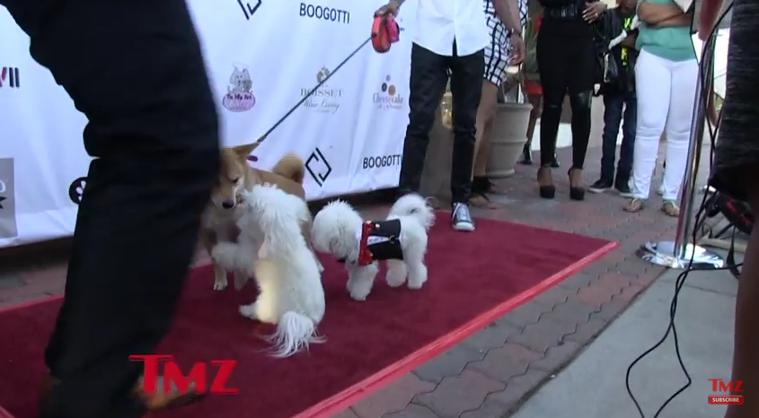 Talk About Spoiled! Singer Ray J Throws $30k Birthday Party For His Dog