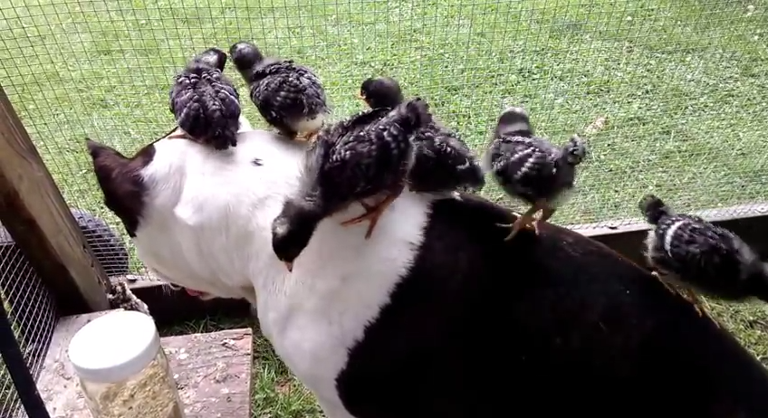 When A Pit Bull Got Into This Cage Of Baby Turkeys, He Did Something Unbelievable