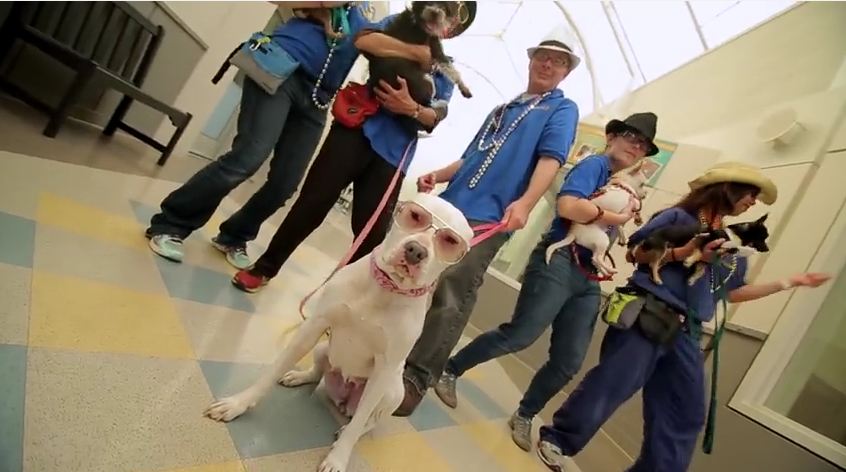 MUST WATCH: Fantastic Shelter Music Video Is Driving Pet Adoptions In Oakland,CA