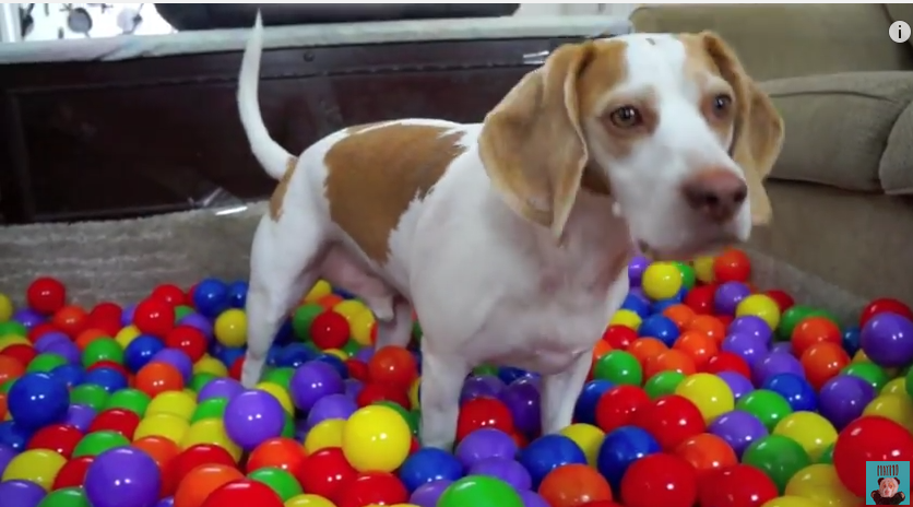 They Surprised Their Dog With A Homemade Ball Pit For This Birthday