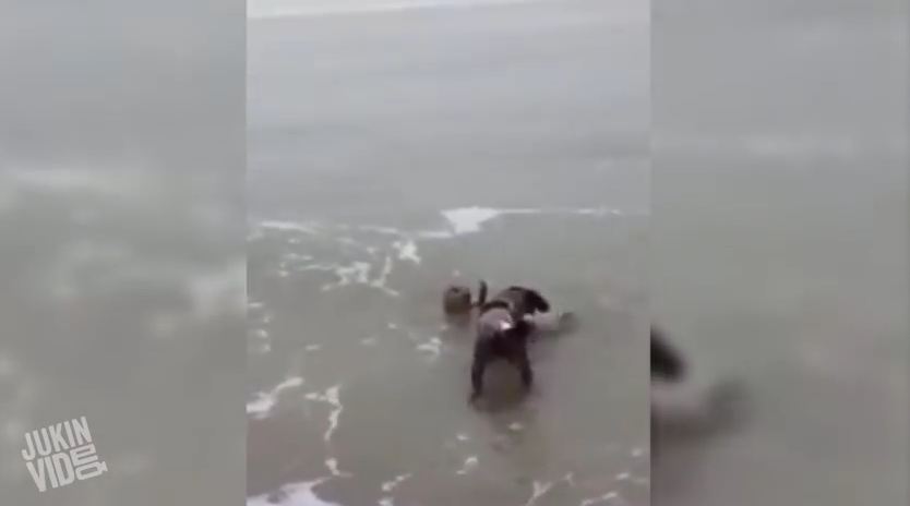 Dog and Seal Exchange Hellos On The Beach–With Noses Touching!