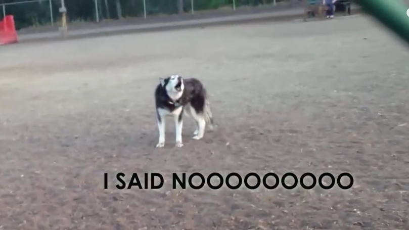 Howling Husky doesn’t want to leave dog park