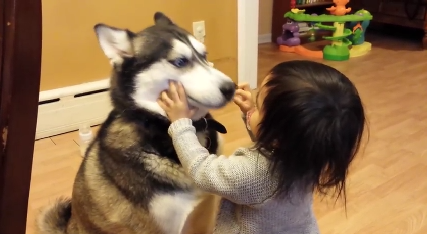 Baby Loves Siberian Husky Dog!