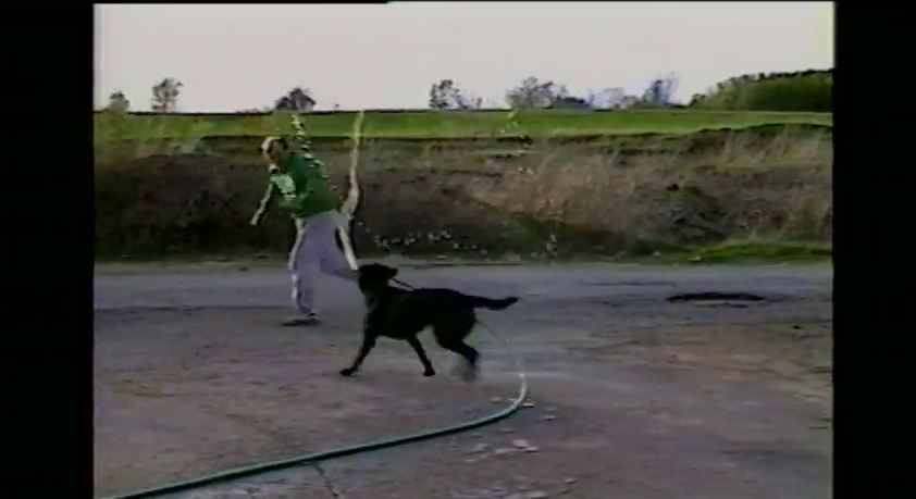 Dog Steals Garden Hose & Drenches Human