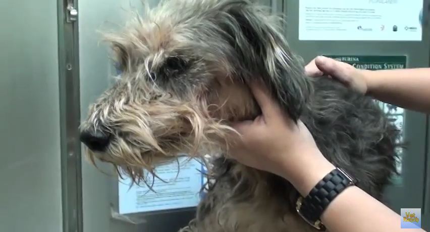 This Scared Dog Was Found Crying On The Street. Now See His Journey To Recovery