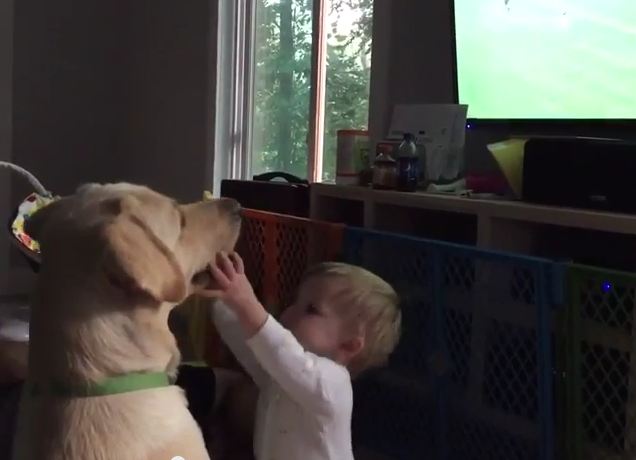 Dog Totally Ignores Baby Bud to Watch Women’s World Cup