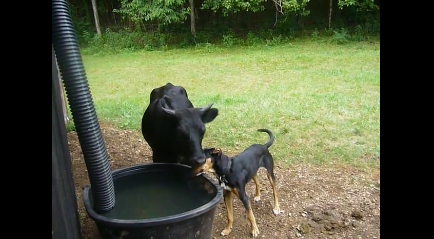 Dog and Cow Are Best Friends