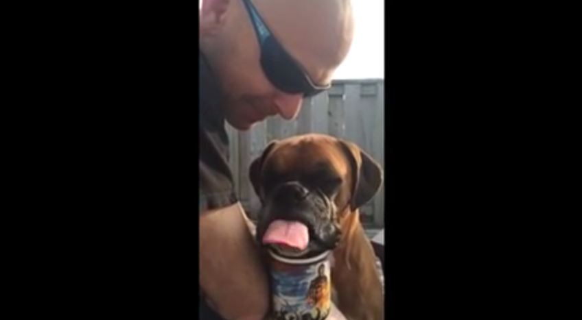 Boxer Adorable Fails In Trying To Drink Water From A Coffee Mug