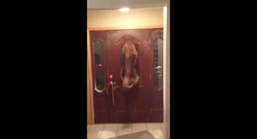 None Is More Excited Than This Dog To Welcome His Human Home