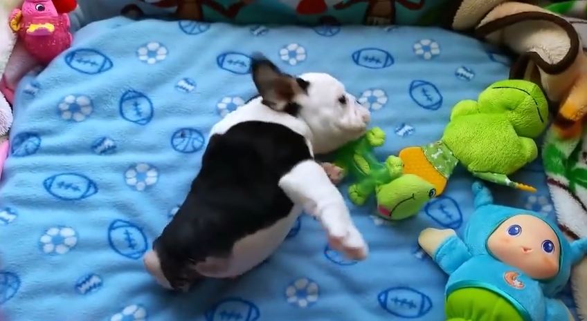 Bulldog Puppy Born With Half A Spine Just Wants To Love On Everybody