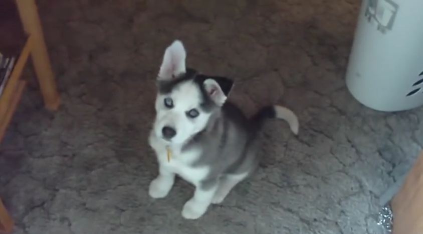 He Told His Husky Puppy, ‘I Love You.’ The Little Guy’s Response Is Adorable