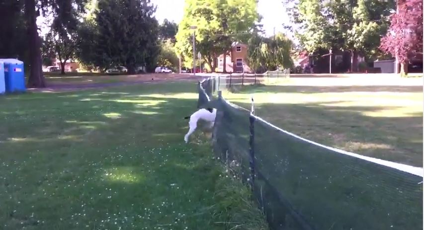 This Pup Was Ready To Go All-In For This Backyard Game Of Frisbee…