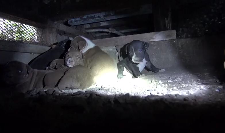 Rescue Of Adorable Pit Bull Puppies From Under California House Caught On Camera