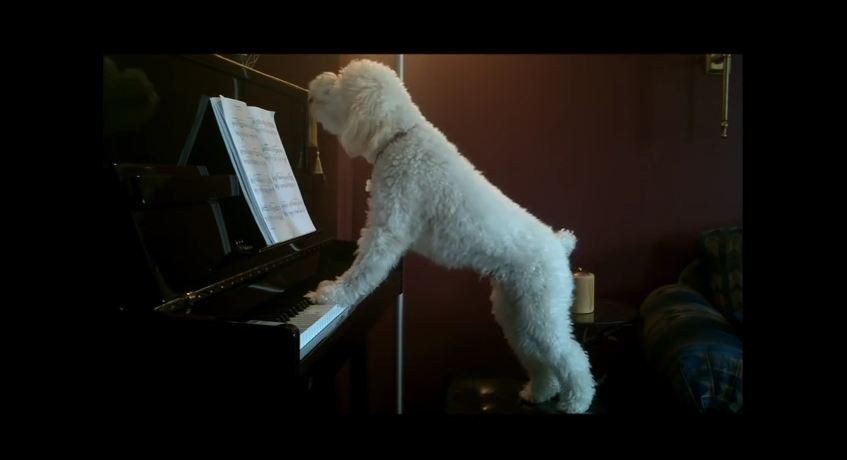 They Say Practice Makes Perfect…But Not For This Piano-Playing Pup