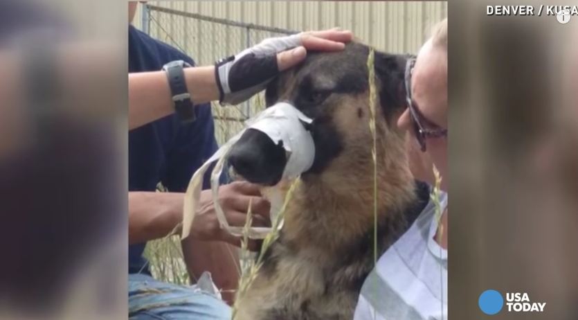 This Dog Was Found With Her Mouth Taped Shut, But Good Samaritans Stopped To Help