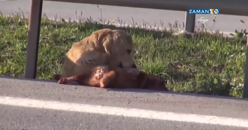 Heartbreaking moment: Loyal dog tries to protect friend hit by a car and left for dead