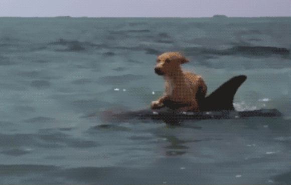 It Looked Like His Pup Was Barking At The Waves, But When He Looked Closer…