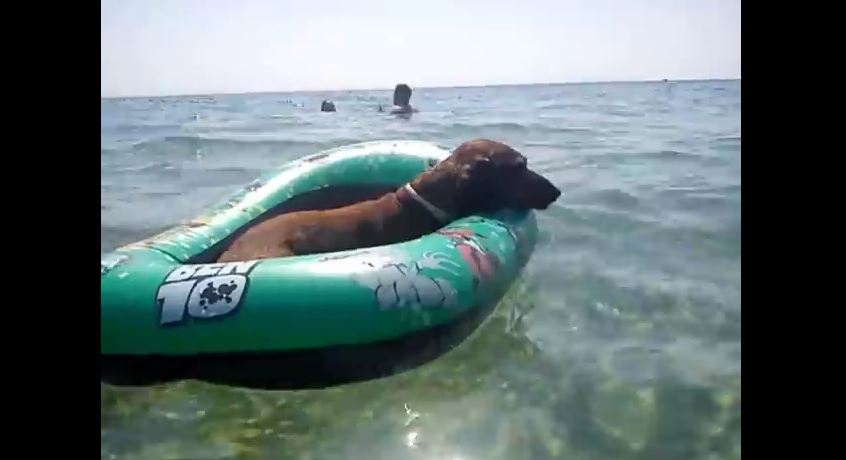 Hilarious Dachshund on holiday