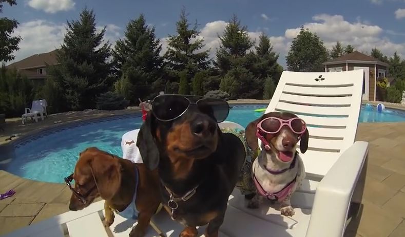 Wiener Dog Pool Party – Featuring Crusoe Celebrity Dachshund – GoPro