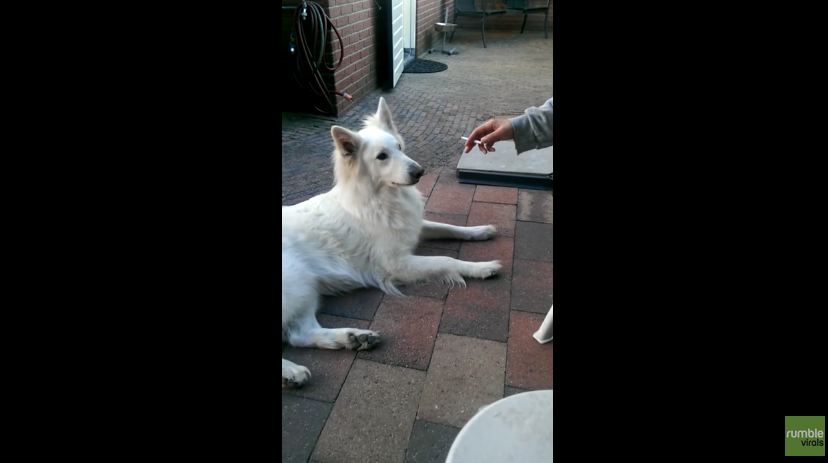 This Adorable Fluffy Pooch Should Start An Anti-Smoking Campaign