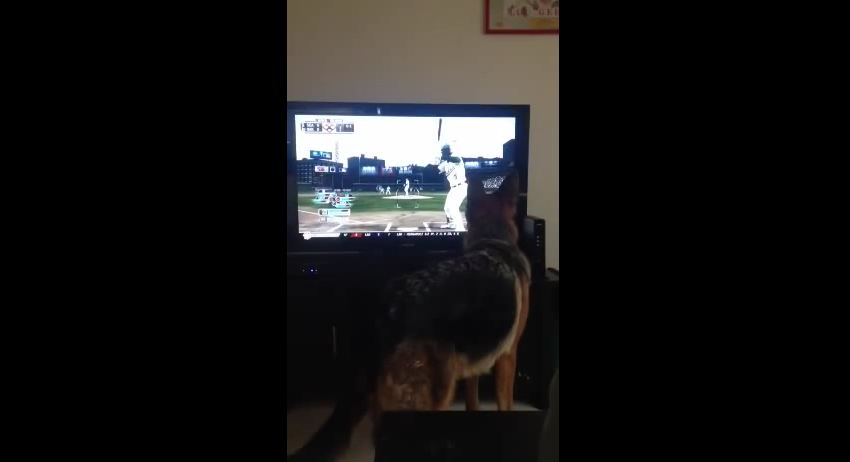 German Shepherd Is Convinced The Ball Is In The TV Set