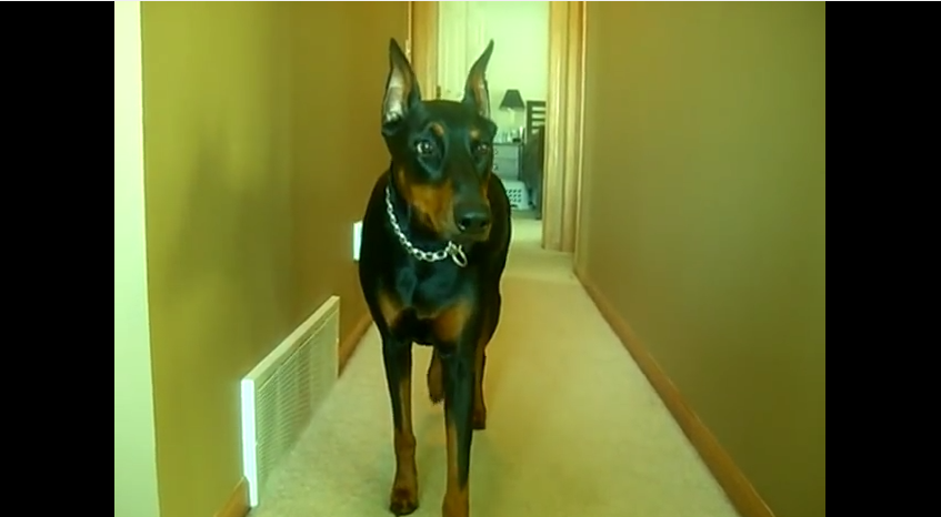 This Doberman Is Intently Stalking The Camera And Then Her True Nature Comes Out