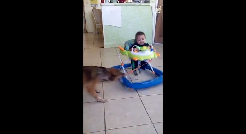 Dog Makes a Tilt-a-Whirl for Baby