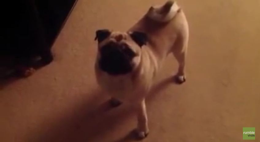 Pug Throws Adorable Tantrum Because He Wants To Stay Up Late With Mommy