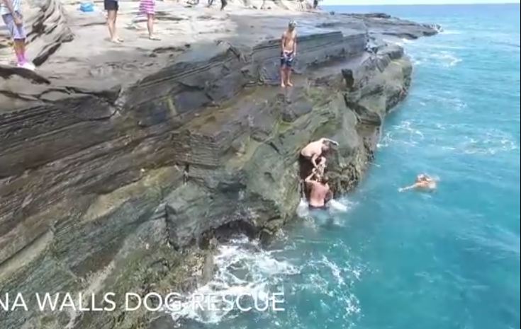 When A Giant Wave Swept Their Dog Away, I Was In Tears. But Watch ‘Til The End
