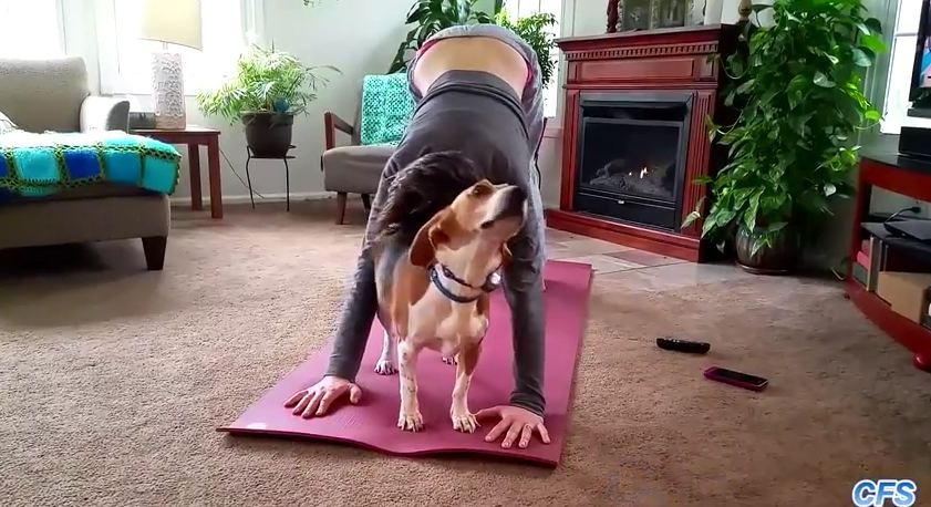These Cats and Dogs Won’t Be Ignored During Yoga (VIDEO)