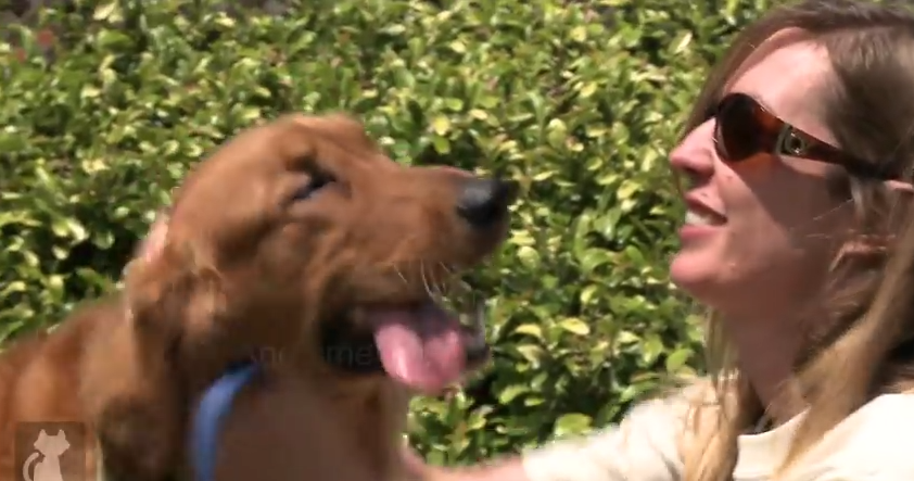 Kanga The Blind Golden Was Left In A Field To Die, But Now He’s So Loved