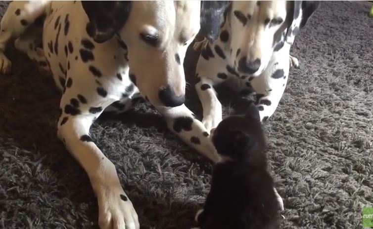 Adorable foster kitten plays with two Dalmatians
