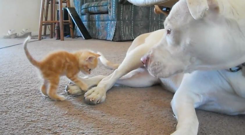 When A Tiny Kitten Meets His New, Giant Pit Bull Brother Your Heart Will Melt