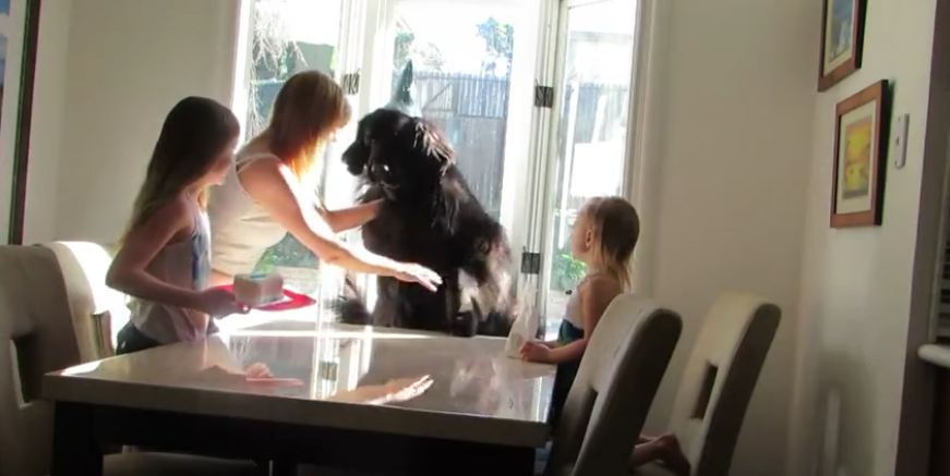 Giant dog celebrates his birthday