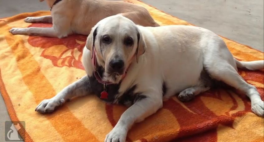 Overweight Rescue Dog Was Found on Brink Of Death – You Have To See Her Now!