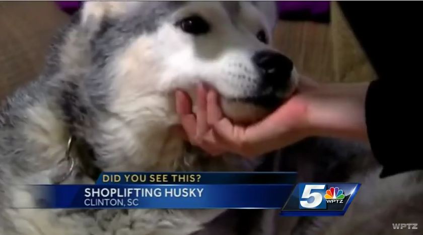 You’ll Never Believe What This Husky Did When He Snuck Into A Local Store