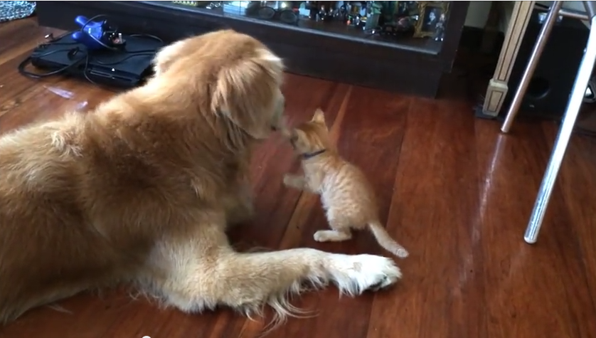 Time-Lapse Video Shows Adorable Kitten Growing Up With Golden Retriever