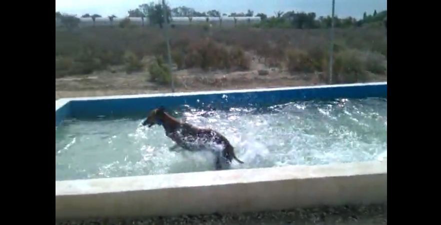 This Greyhound Loves Summer More Than Anyone Else Ever. Just Watch This!