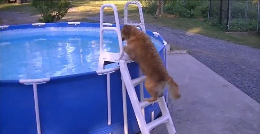 Dog Climbs Steps and Goes Swimming In Pool