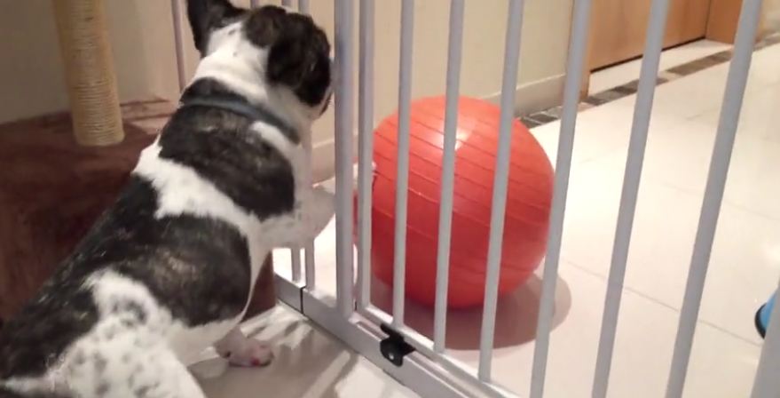 French Bulldog obsessed with big orange ball